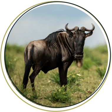Blue Wildebeest